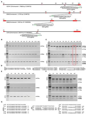 Production of Triple-Gene (GGTA1, B2M and CIITA)-Modified Donor Pigs for Xenotransplantation